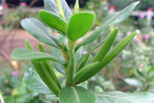 Unripe-Madagascar-periwinkle