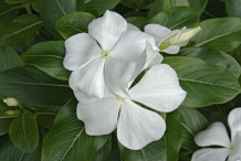 White-Madagascar-periwinkle