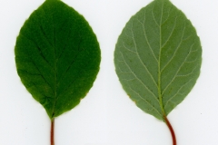 Dorsal-and-ventral-view-of-leaves-of-Magnolia-Berry