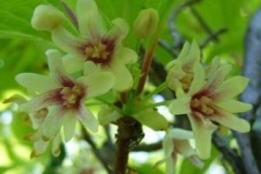 Flowers-of-Magnolia-Berry