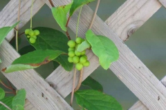 Green-berries-of-Magnolia-Berry