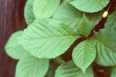 Leaves-of-Magnolia-Berry