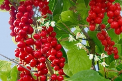 Magnolia-Berry-on-the-tree