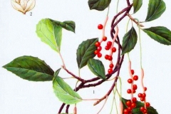 Plant-Illustration-of-Magnolia-Berry