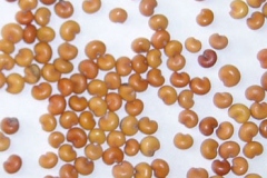 Seeds-of-Magnolia-Berry