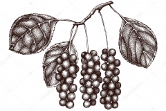 Sketch-of-Magnolia-Berry