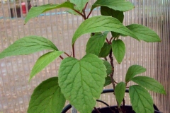 Small-Magnolia-Berry
