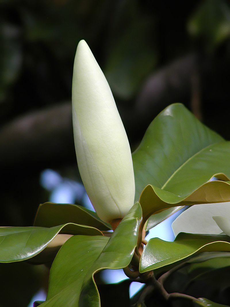 Flowering-bud-of-Magnolia