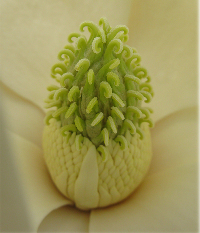Inner-part-of-flower-of-Magnolia