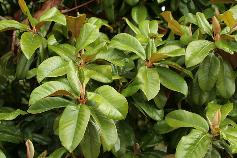 Leaves-of-Magnolia