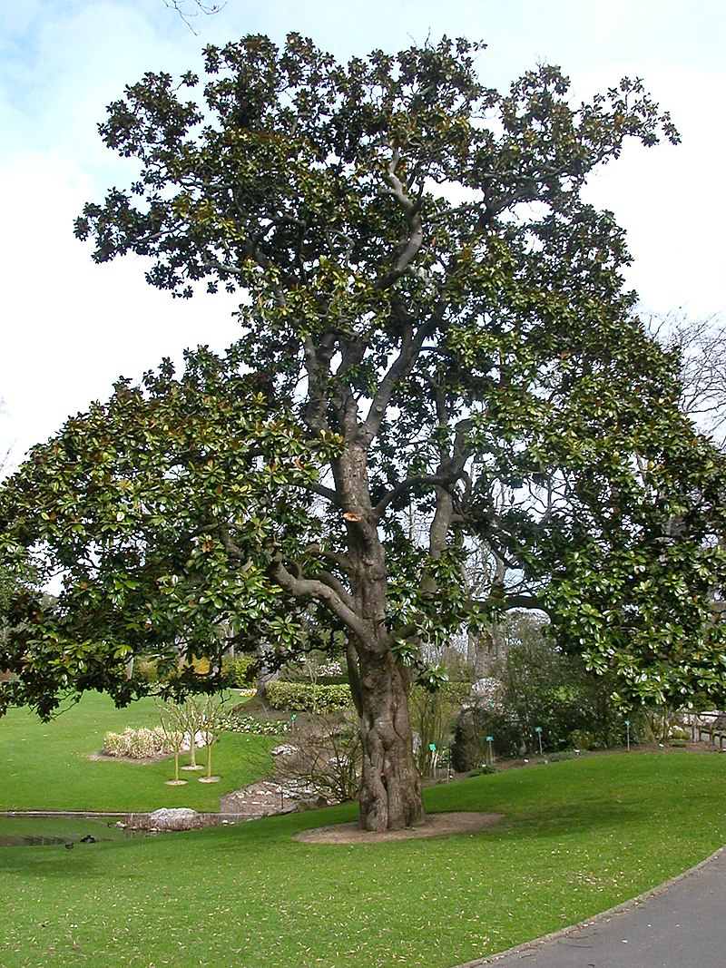 Magnolia-Tree
