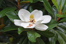 Flower-of-Magnolia