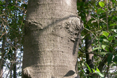 Bark-of-Magnolia