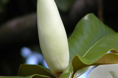 Flowering-bud-of-Magnolia
