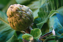 Immature-fruits-of-Magnolia