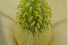 Inner-part-of-flower-of-Magnolia
