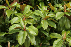 Leaves-of-Magnolia