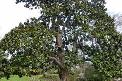 Magnolia-Tree