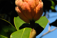 Mature-Fruits-of-Magnolia