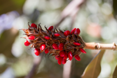 Seed-cluster-of-Magnolia