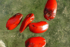 Seed-of-Magnolia