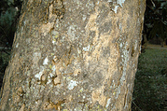 Trunk-of-Magnolia