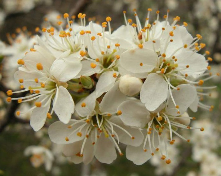 Closer-view-of-flowers-of-Mahaleb-cherry