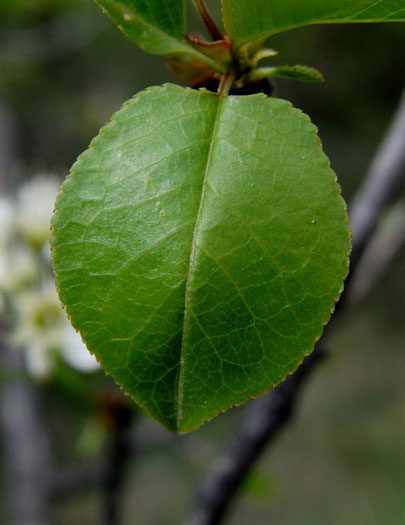 Closer-view-of-leaf-of-Mahaleb-cherry