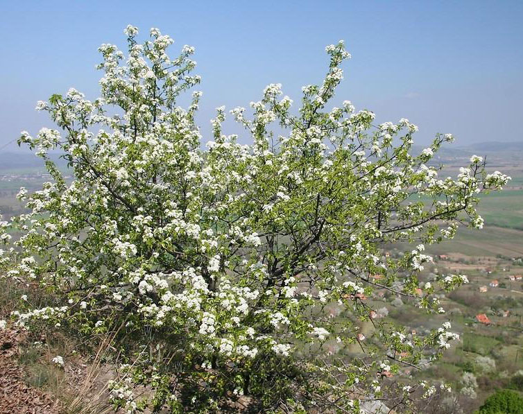 Mahaleb-cherry-plant-growing-wild