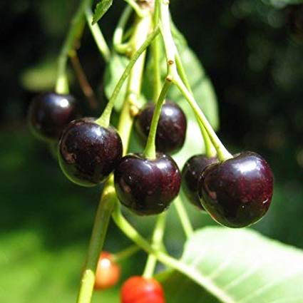 Mahaleb-cherry