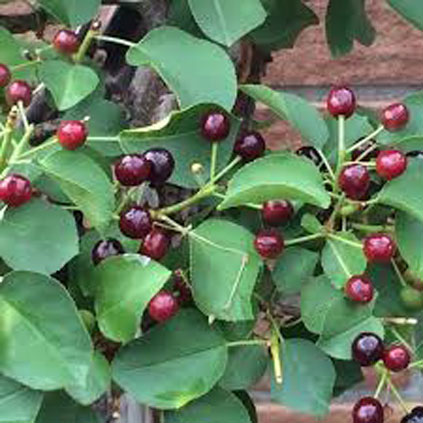 Maturing-Mahaleb-cherries