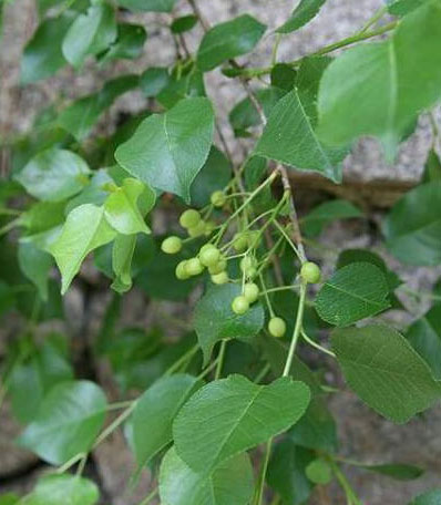 Unripe-fruit-of-Mahaleb-cherry