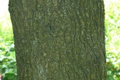 Bark-of-Mahaleb-cherry