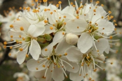 Closer-view-of-flowers-of-Mahaleb-cherry
