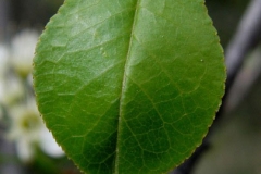 Closer-view-of-leaf-of-Mahaleb-cherry