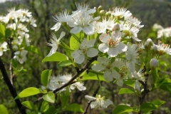Flowers-of-Mahaleb-cherry