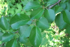 Leaves-of-Mahaleb-cherry