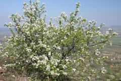 Mahaleb-cherry-plant-growing-wild