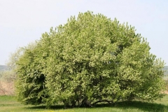 Mahaleb-cherry-plant
