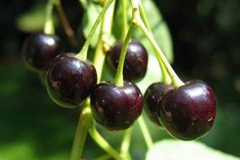 Mahaleb-cherry