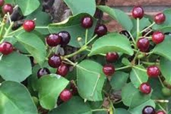 Maturing-Mahaleb-cherries