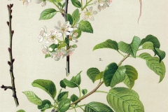 Plant-Illustration-of-Mahaleb-cherry