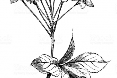 Sketch-of-Mahaleb-cherry