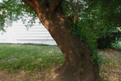 Trunk-of-Mahaleb-cherry