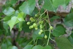Unripe-fruit-of-Mahaleb-cherry