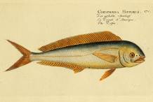 Illustration-of-Mahi-Mahi-fish