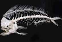 Mahi-Mahi-fish-skeleton-bones