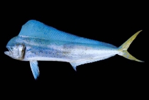 Mahi-Mahi-fish