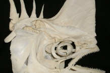 Skull-of-Mahi-Mahi-fish