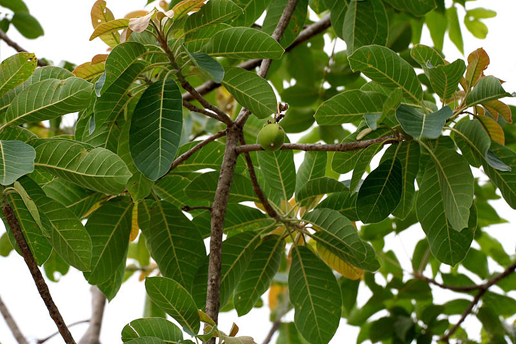 Leaves-and-fruit-of-Mahua--plant